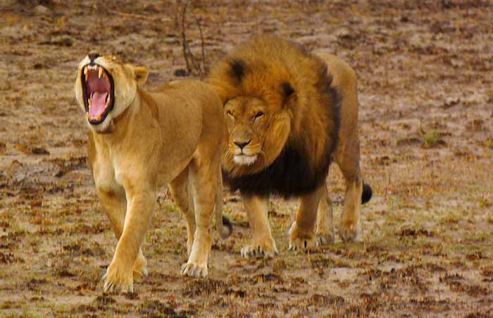Image result for lion pride eating