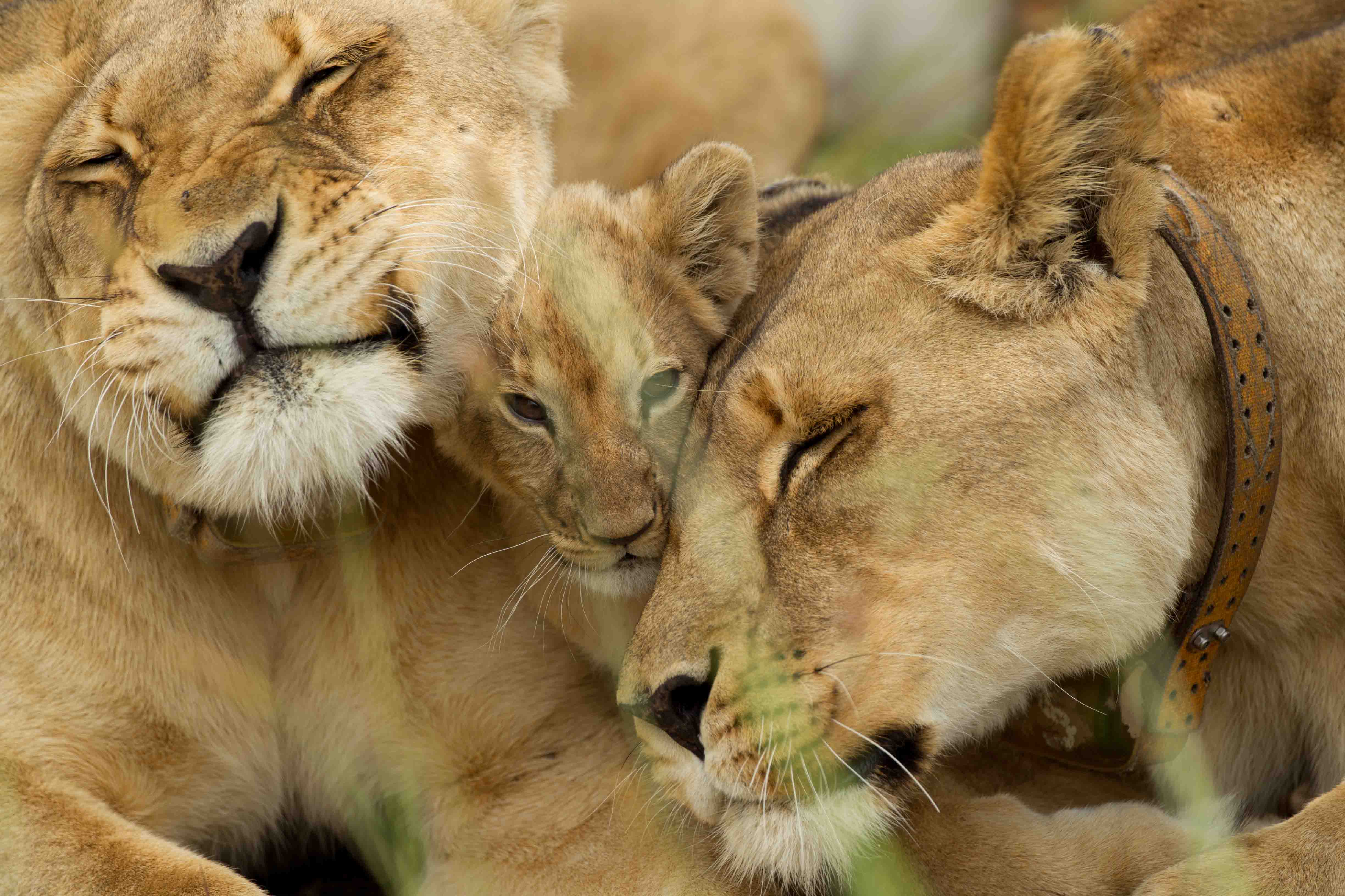 Семья львов без смс
